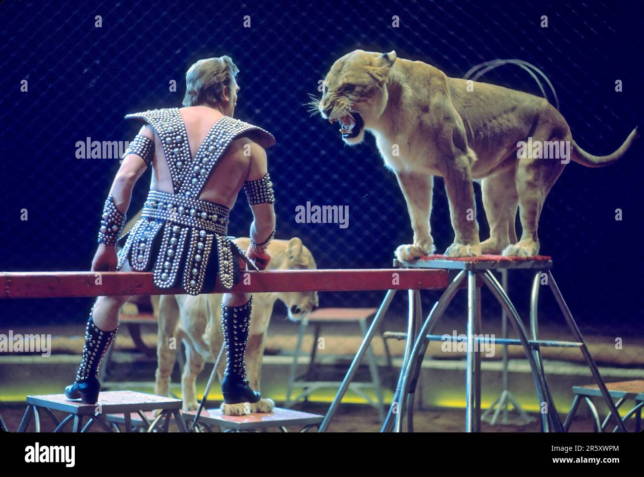 Circus: Lion (Panthera leo) tressure, lion Stock Photo