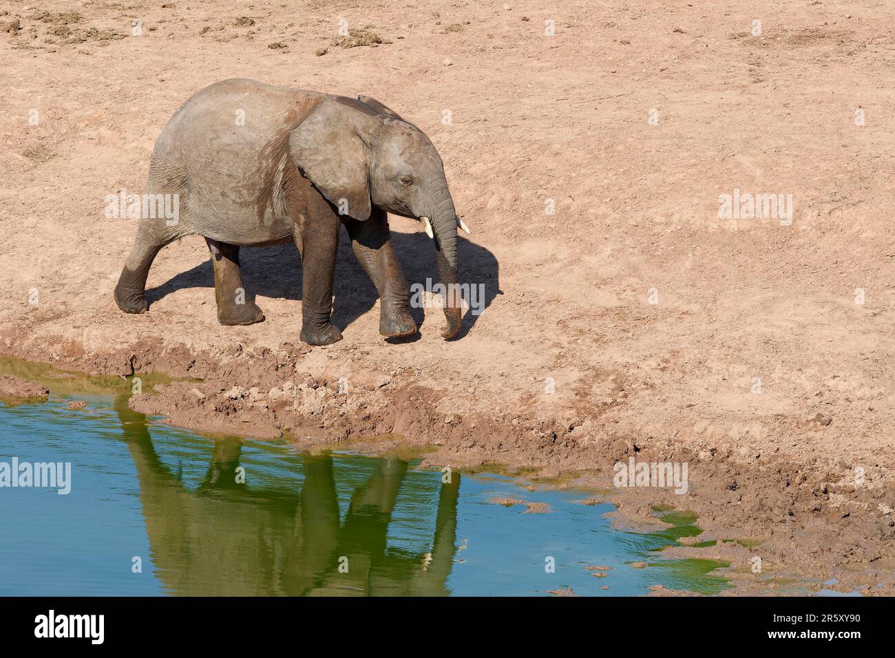 African bush elephant (Loxodonta africana), young male walking at waterhole, reflecting in water, Addo Elephant National Park, Eastern Cape, South Afr Stock Photo