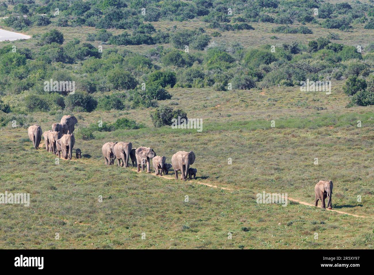 African Bush Elephants Loxodonta Africana Herd With Elephant Babies african-bush-elephants-loxodonta-africana-herd-with-elephant-babies
