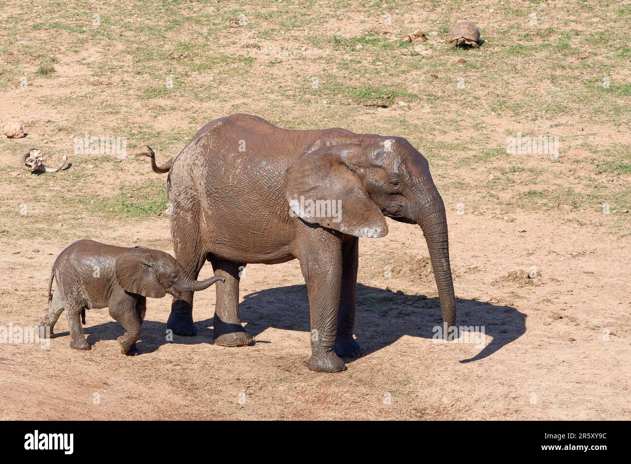 African bush elephants (Loxodonta africana), mother with male baby elephant  at waterhole, leopard tortoise (Stigmochelys pardalis) far behind, Addo El  Stock Photo - Alamy