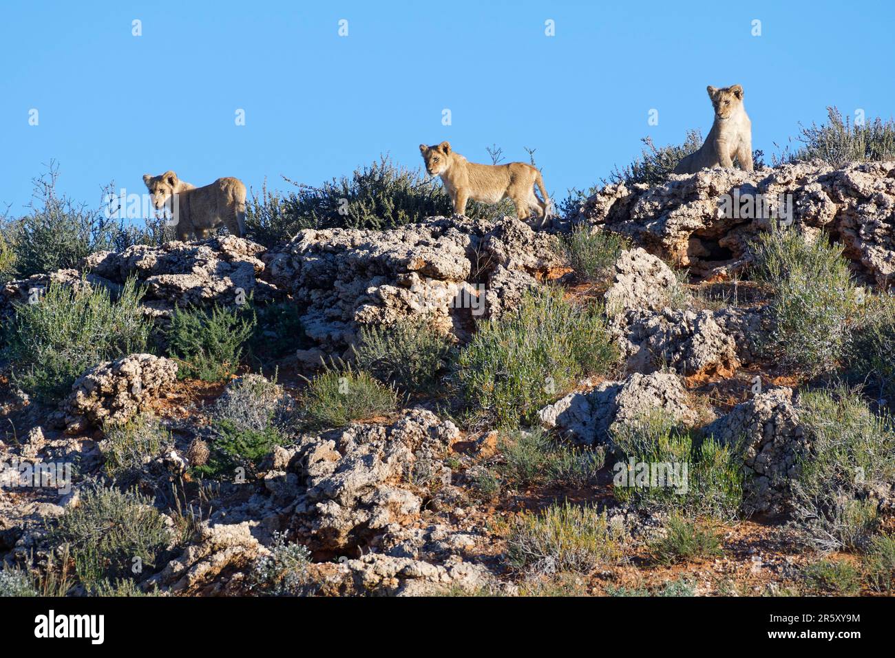 African lions (Panthera leo), three lion cubs standing on the ridge of a rocky dune, on the lookout, Kalahari desert, Kgalagadi Transfrontier Park, No Stock Photo