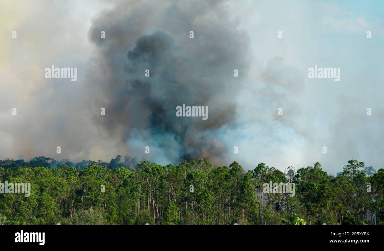 Dangerous wildfire burning severely in Florida jungle woods. Hot flames