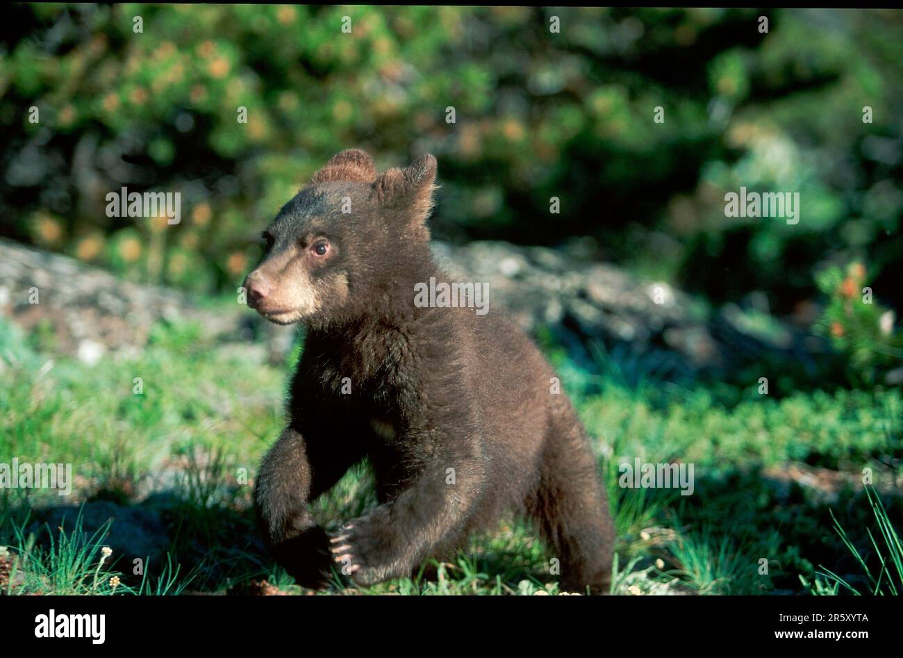 American black bear (Ursus americanus Stock Photo - Alamy