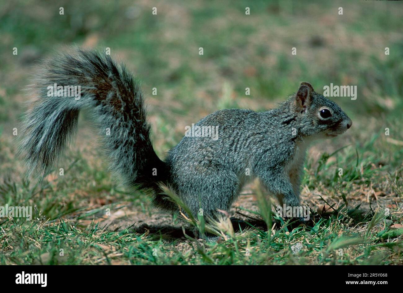 Arizona Grey Squirrel (Sciurus arizonensis), Sonora Desert, Arizona, USA, side Stock Photo
