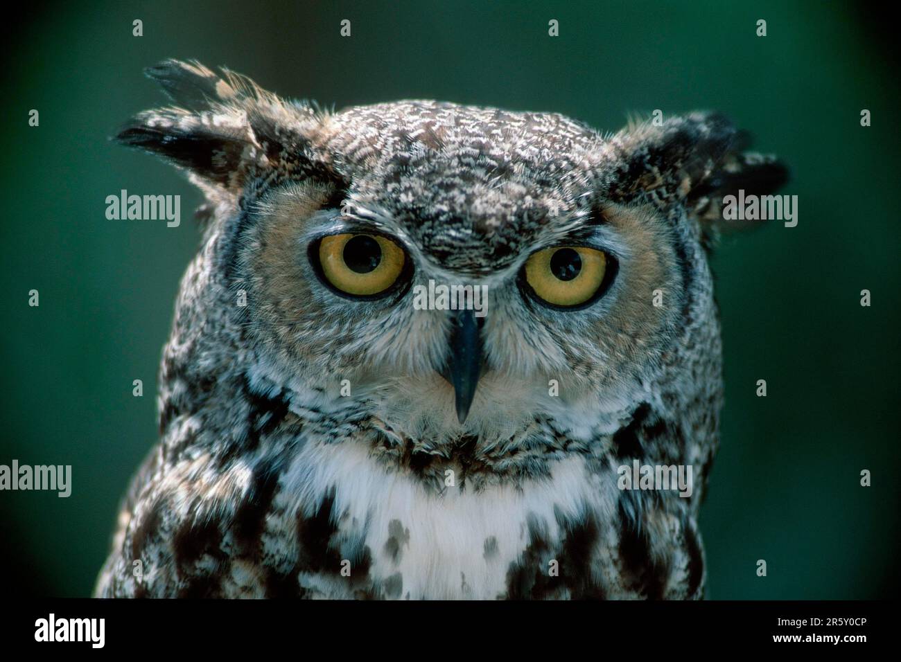 Whiskered Screech Owl, Arizona, USA (Otus trichopsis), Spotted Owl ...