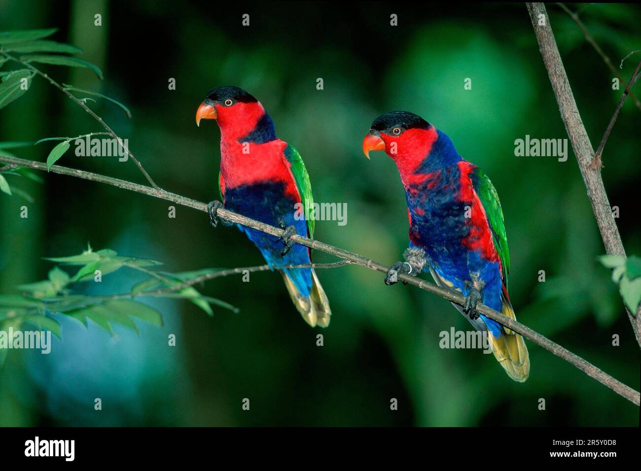 Black-capped Lories (Lorius lory), female lories, Southeast Asia, southeast asia, animals, bird, birds, lorikeets, parrots, parrots, outside Stock Photo