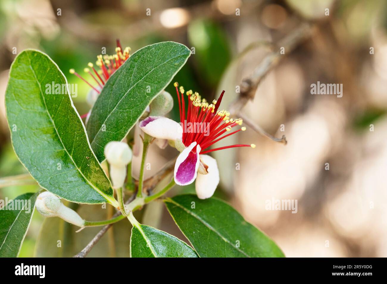 Flowering plant of feijoa sellowiana pineapple guava myrtle family