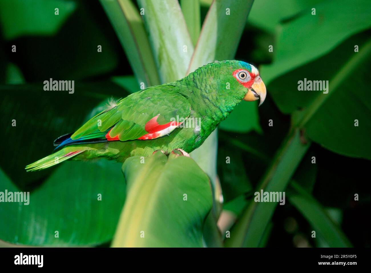 Whitefronted Amazon (Amazona albifrons), Honduras Stock Photo Alamy