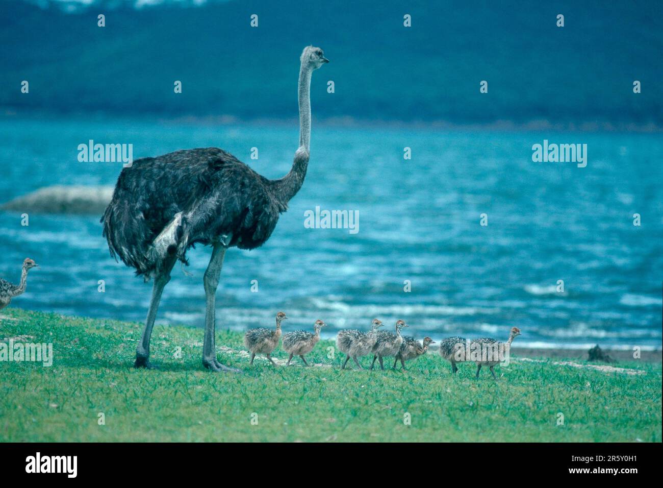 South (Struthio camelus australis) African Ostrichs, female with chicks