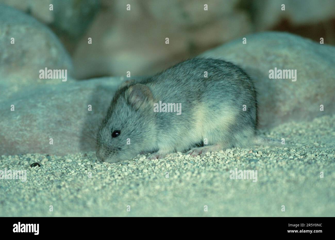 High mountain mouse (Alticola semicanus alleni) Stock Photo