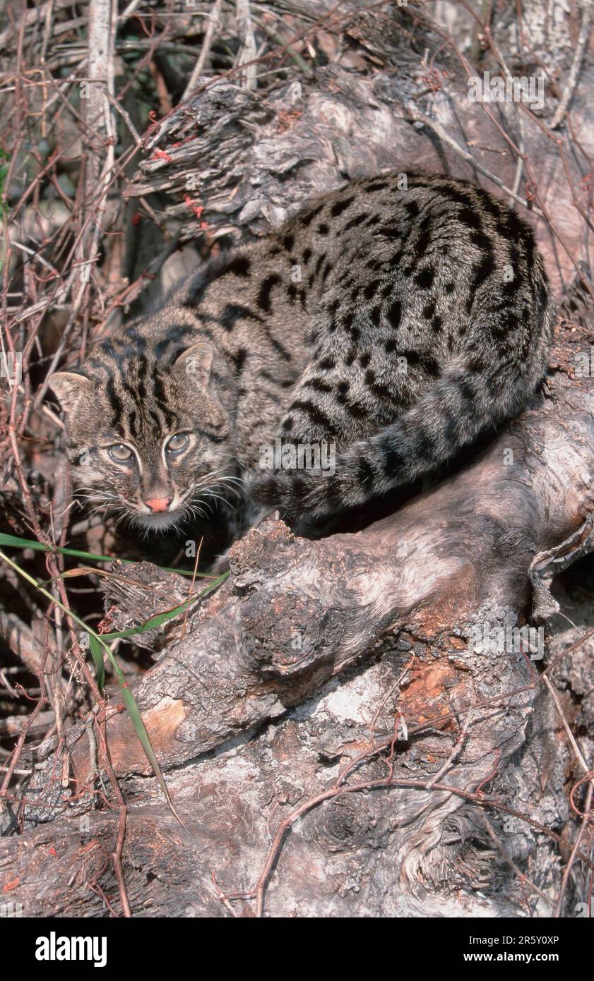 Fishing Cat (Prionailurus viverrinus) (Felis viverrinus) Stock Photo