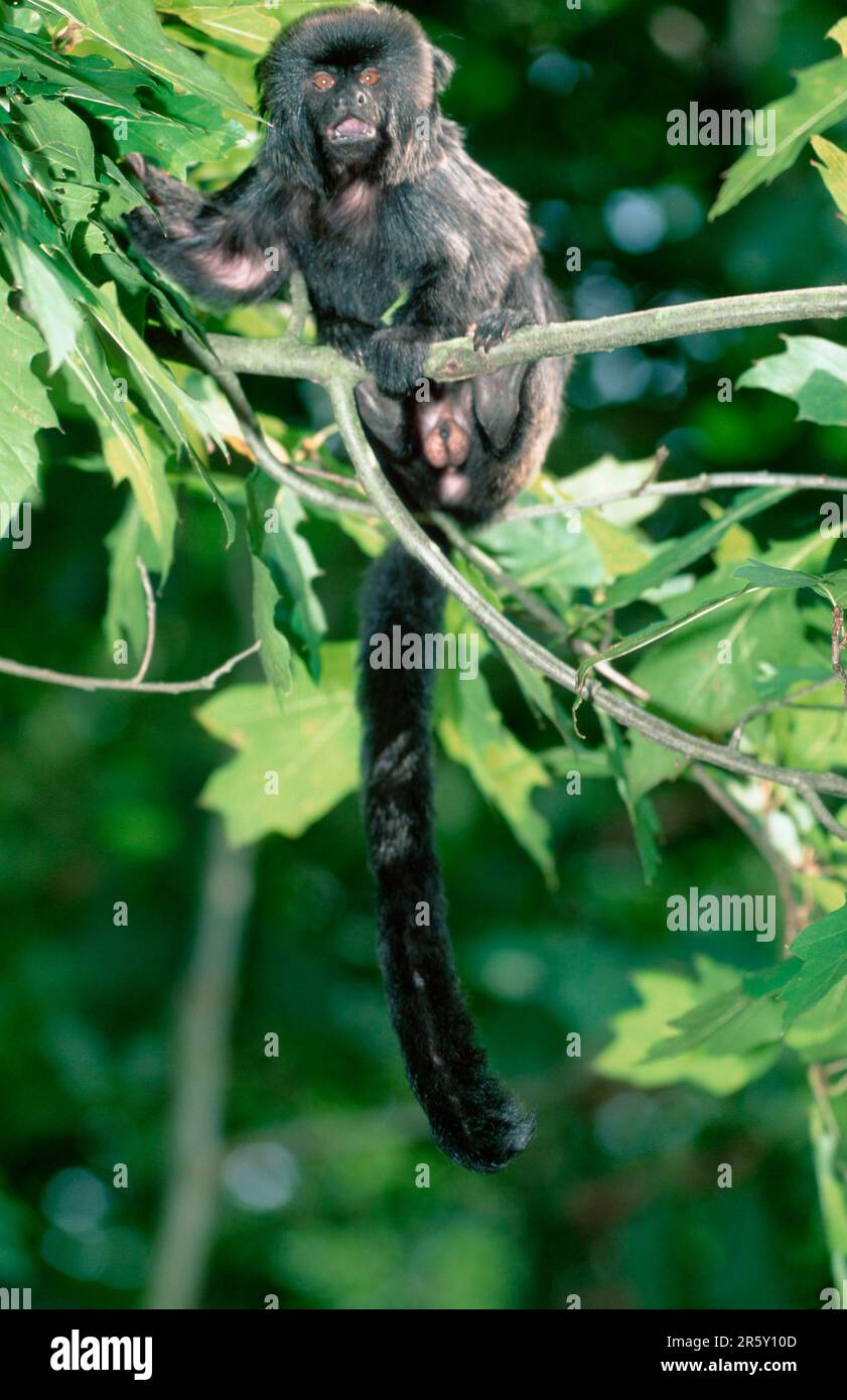 Goeldi's monkey, goeldi's marmoset (Callimico goeldii) Stock Photo