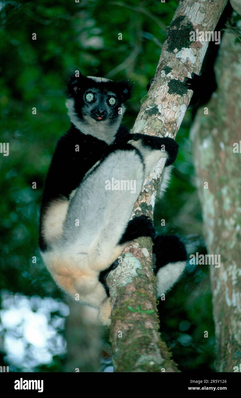 Indri (Indri indri), Perinet, Madagascar Stock Photo