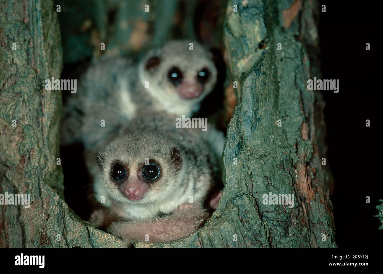 Lesser (Cheirogaleus medius) Dwarf Lemurs, Berenty, Madagascar Stock Photo