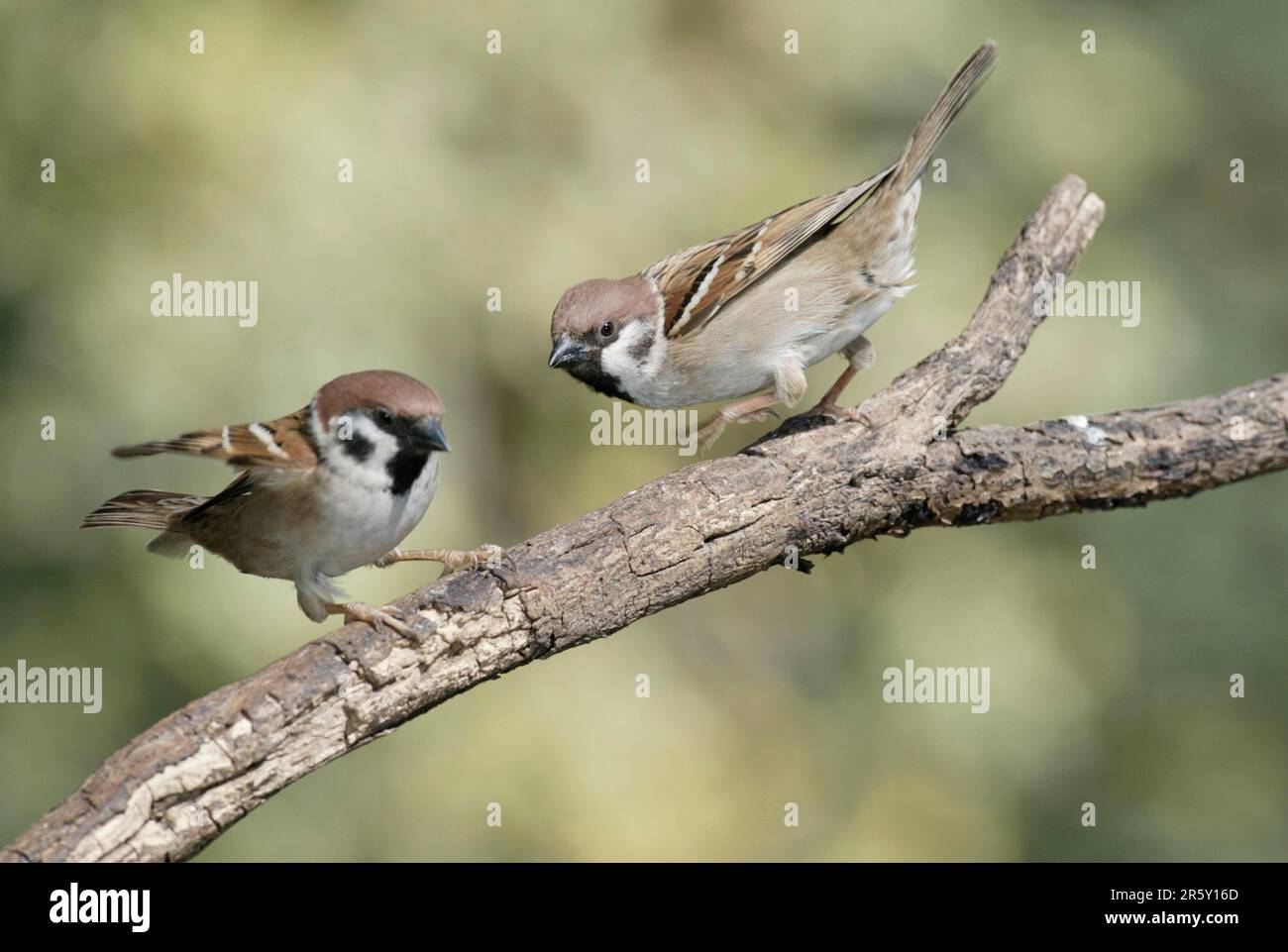 Two adult sparrows hi-res stock photography and images - Alamy