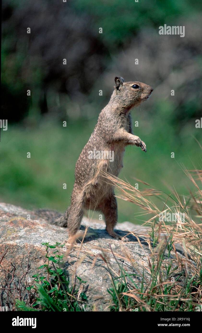Californian Ground Squirrel, Beechey's, Monterey, California, USA, California california ground squirrel (Citellus beecheyi), California, USA Stock Photo