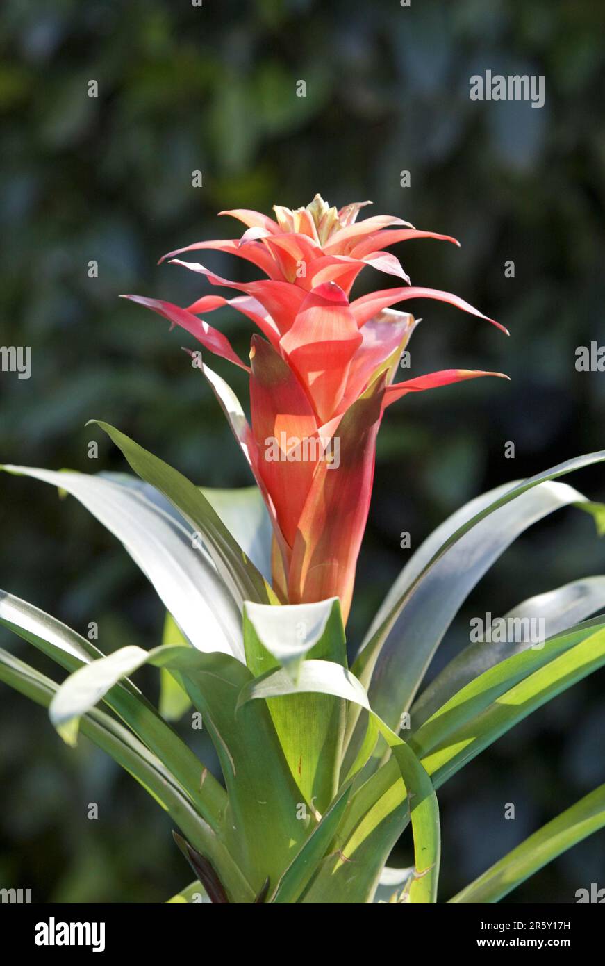 Wild Pine blossom (Guzmania) Stock Photo