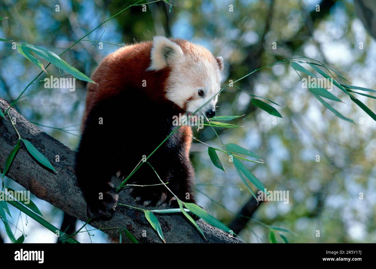 Red Panda (Ailurus fulgens) eating, red panda, feeding, Cat Bear Stock