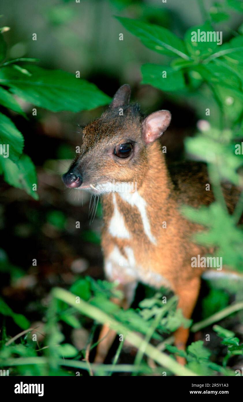 Lesser Malay Mouse Deer (Tragulus javanicus Stock Photo Alamy