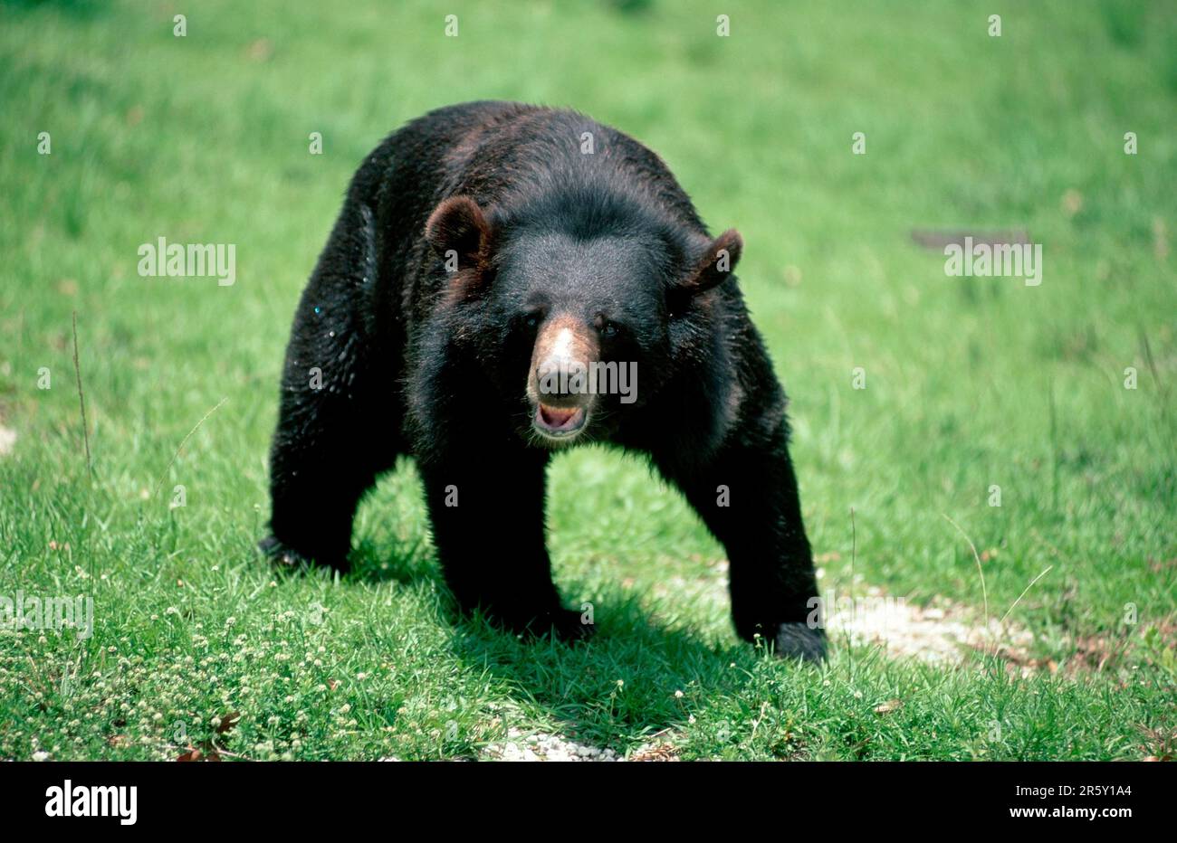 Asian black bear ursus hi-res stock photography and images - Alamy