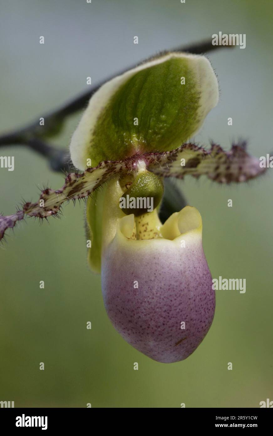 Slipper Orchid, venus slipper (Paphiopedilum) flowers, ornamental orchids, orchids, orchidaceae, blossoms, close-up, detail, close-up, vertical Stock Photo