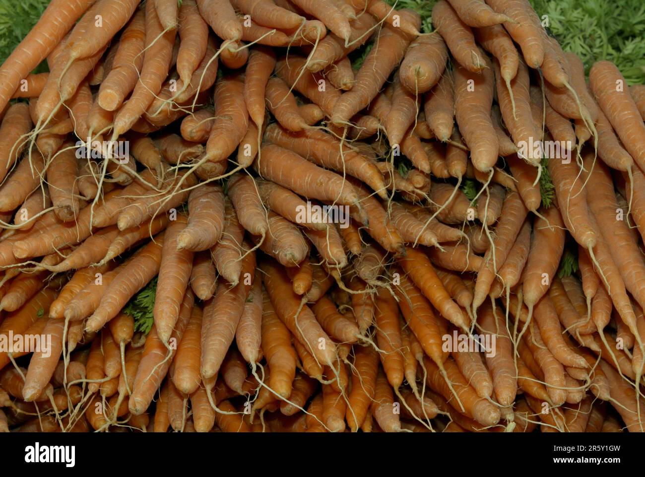 Carrots (Daucus carota sativus) Stock Photo