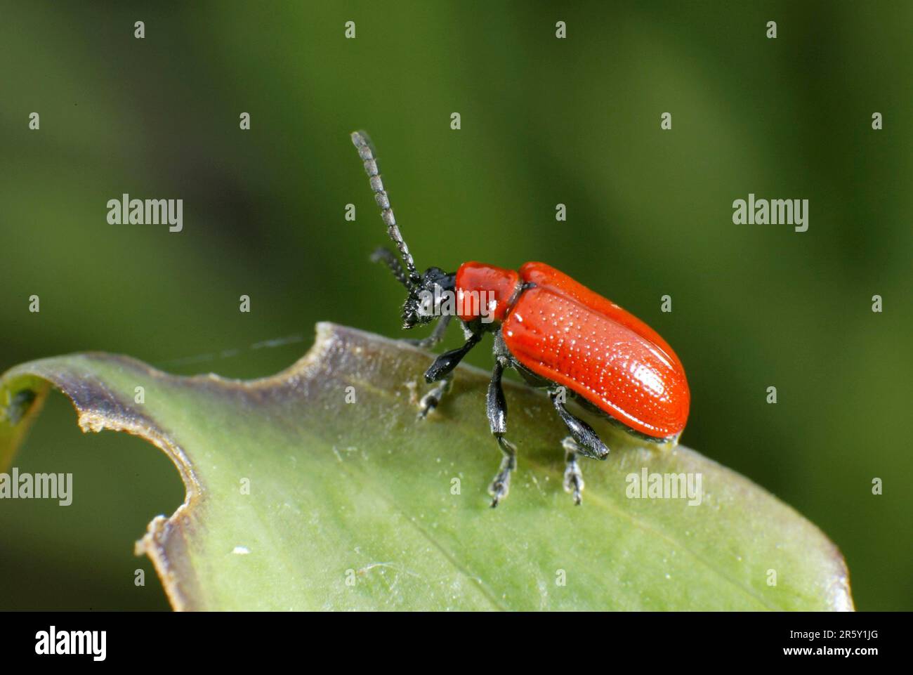 Lily Leaf Beetle, Germany (Liloceris lilii) Stock Photo