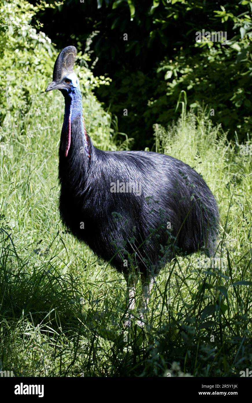 Double-wattled Cassowary (Casuarius casuarius), male, Australian ...