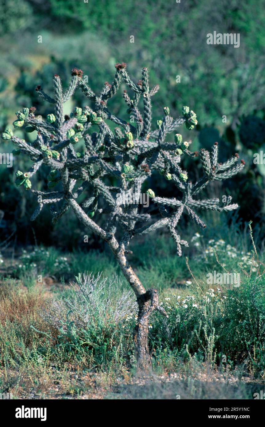 Cane Cholla (Opuntia spinosior), Arizona, USA Stock Photo