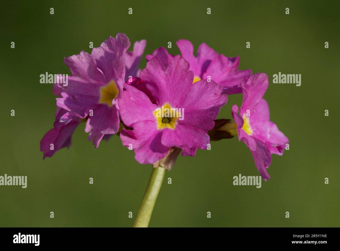 Primrose (Primula rosea) Stock Photo