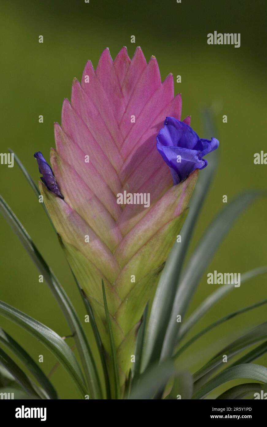 Bromeliad (Tillandsia cyanea) Stock Photo