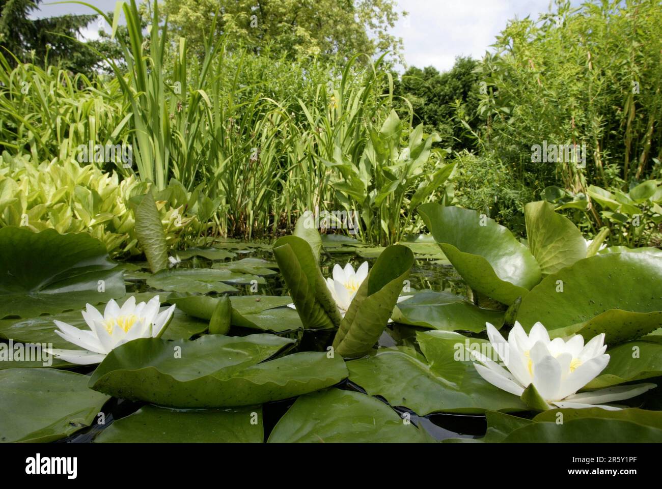 Garden pond with water-lilies, garden pond with water-lilies, Germany, Europe, flowers, garden plants water-lily family, Nymphaeaceae, flowers Stock Photo