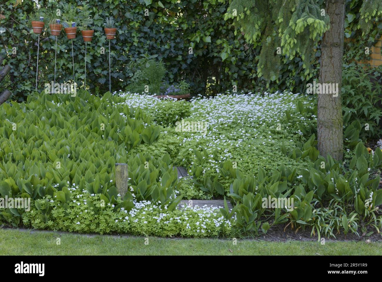 Woodruff (Asperula odorata) (Galium odoratum) Stock Photo