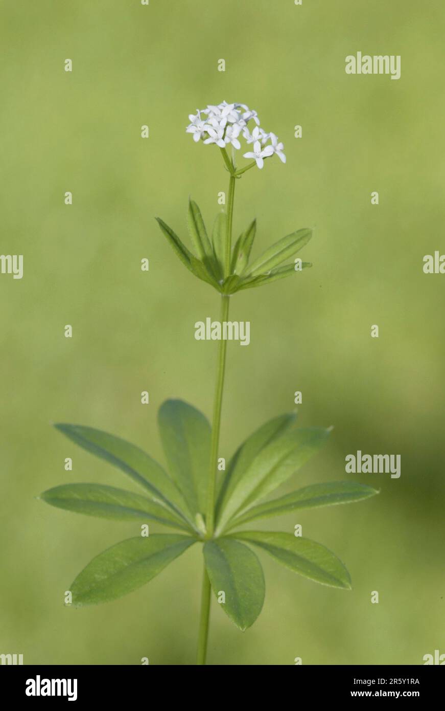 Woodruff (Asperula odorata) (Galium odoratum) Stock Photo