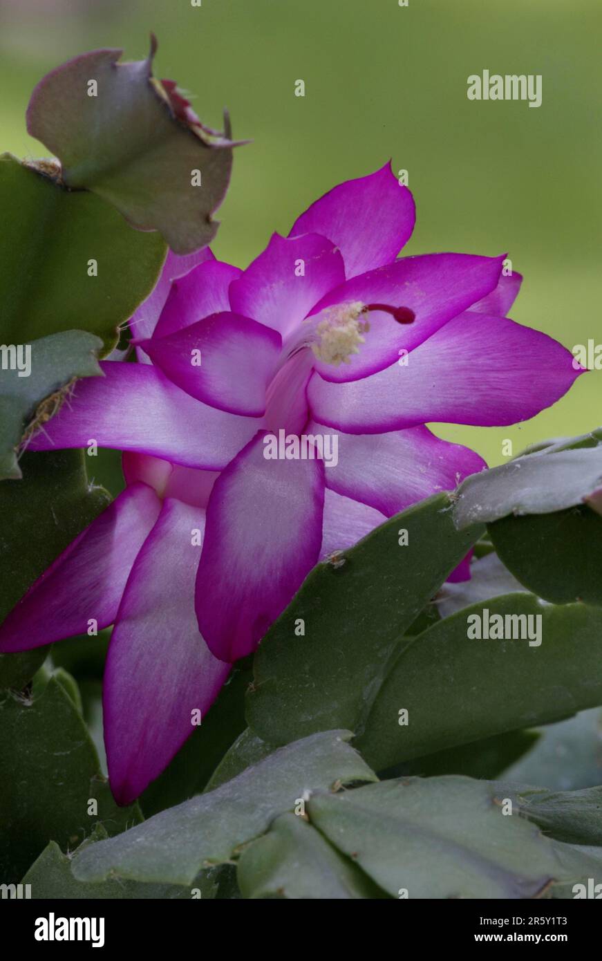 Christmas cactus (Schlumbergera truncata) (Zygocactus truncatus Stock