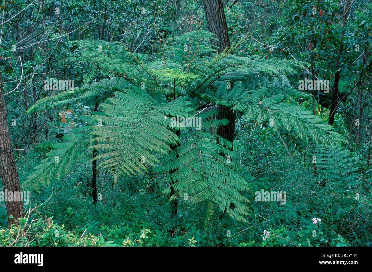 Tree fern, Madagascar (Cyathea) Stock Photo