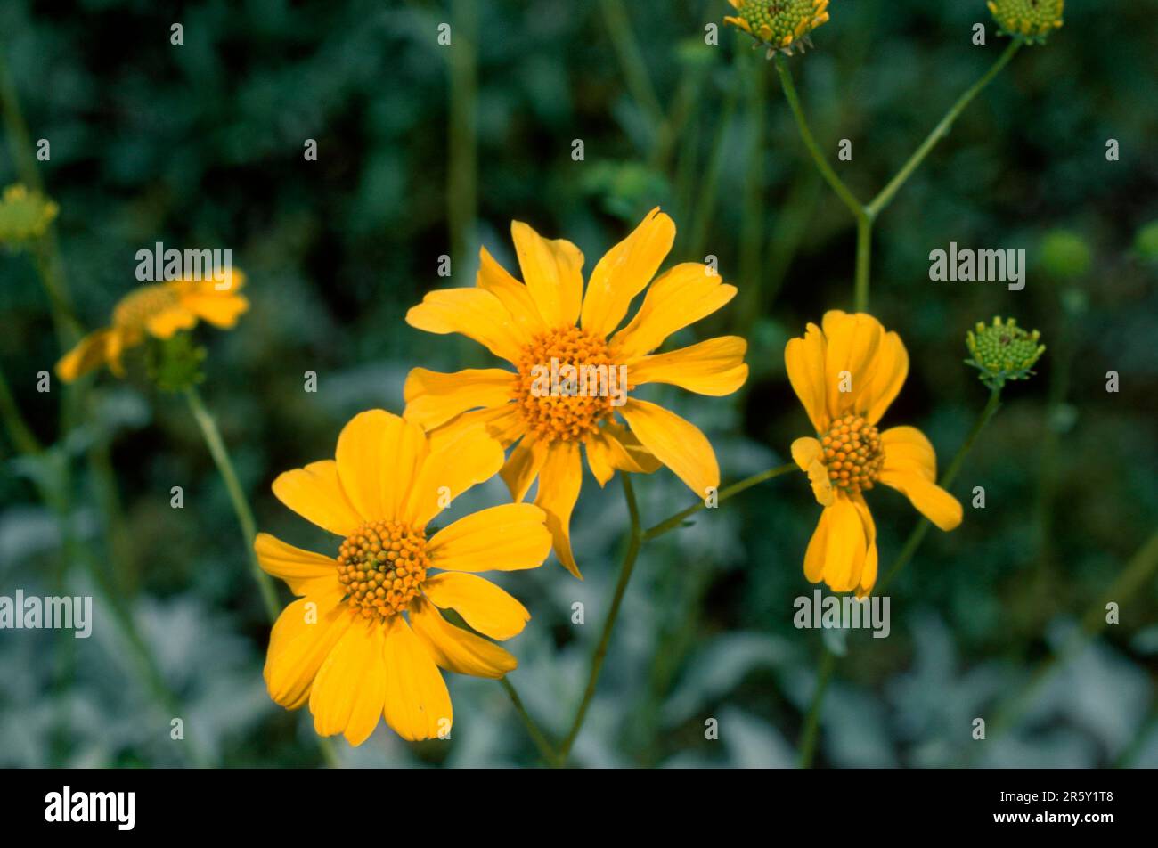 Angelita Daisy, Arizona, USA (Hymenoxys acaulis Stock Photo Alamy
