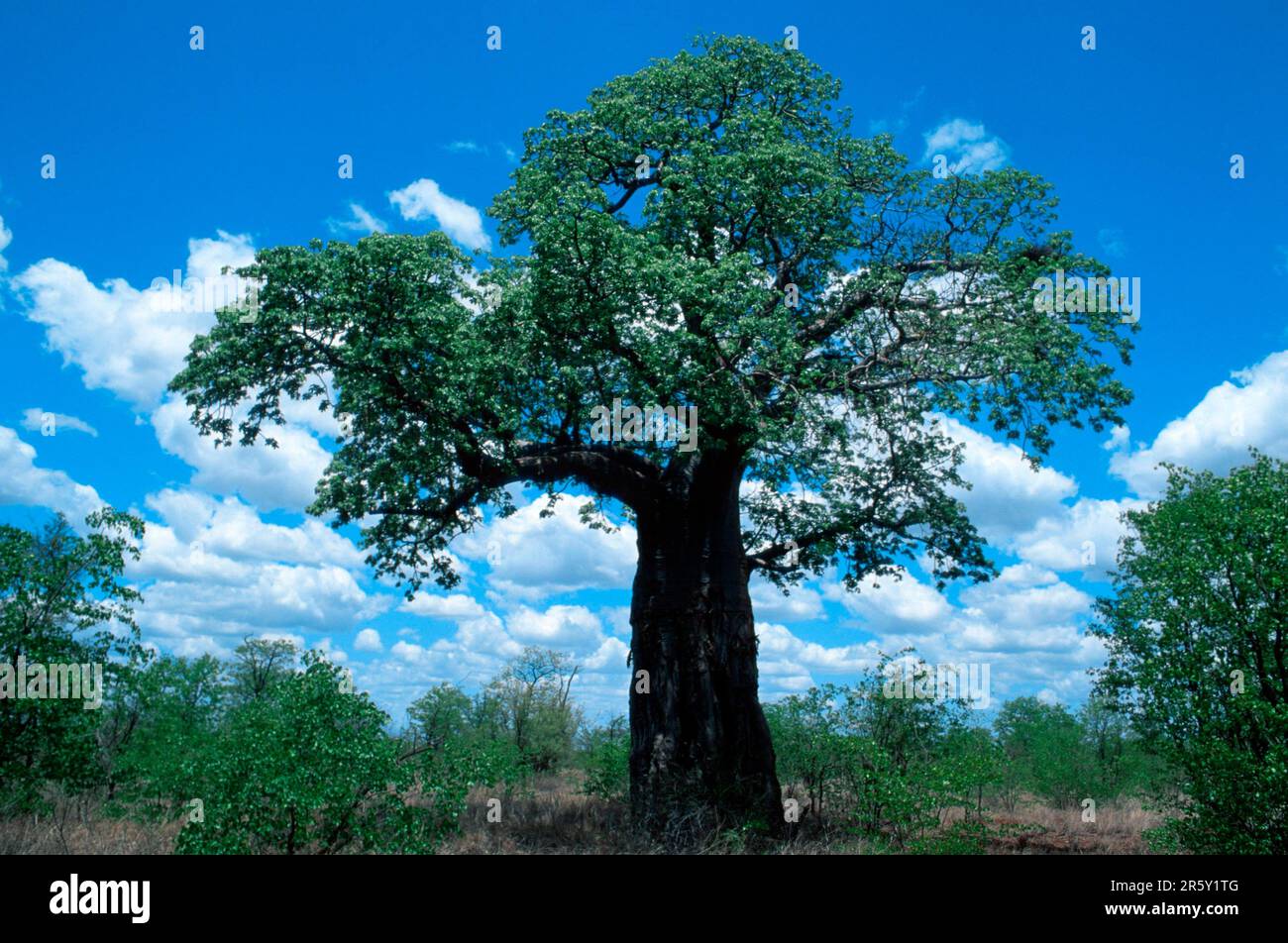 African baobab (Adansonia bombacoideae (Bombacaceae), Zimbabwe Stock Photo