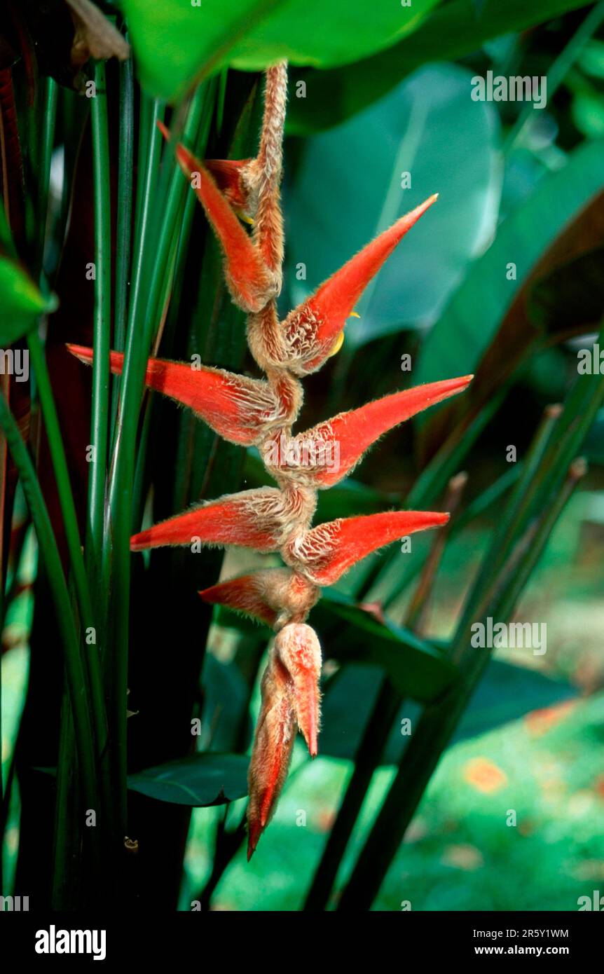 Lobster Claw (Heliconia vellerigera) Stock Photo