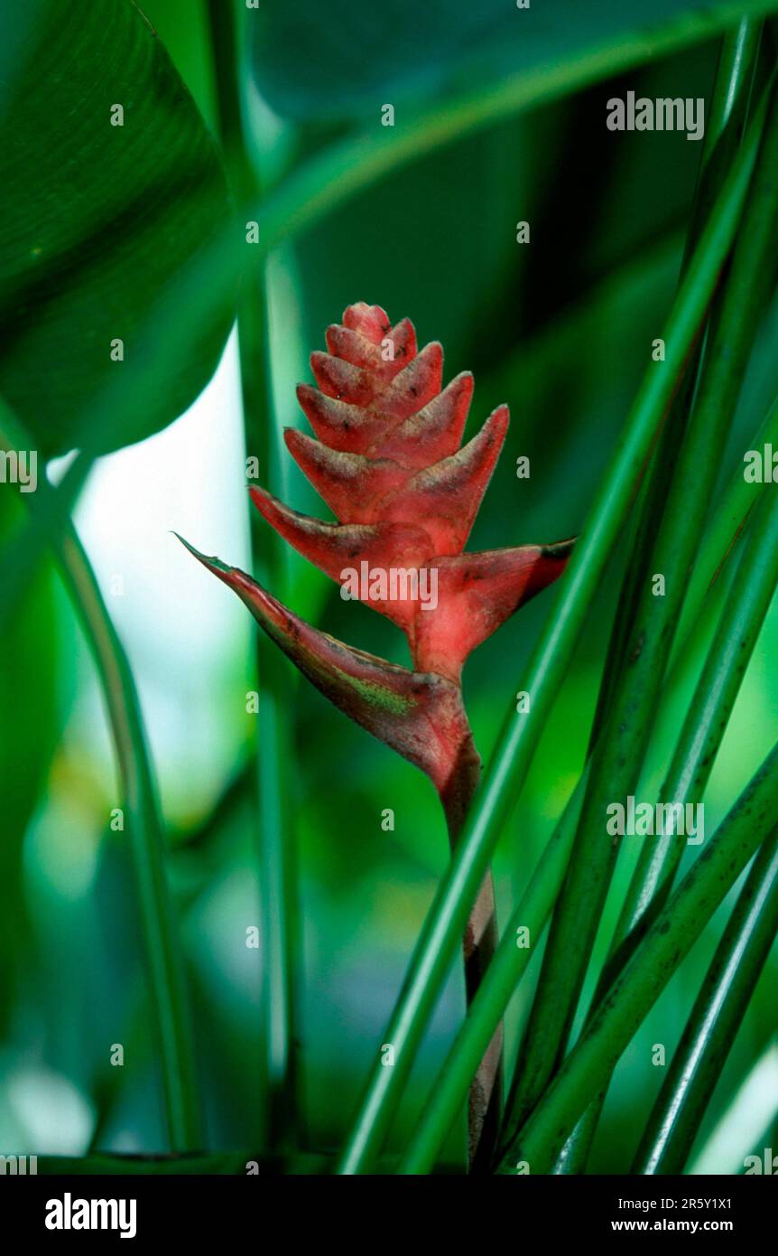Lobster Claw (Heliconia platystachys) Stock Photo