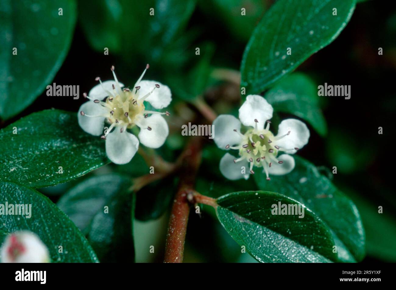Mistletoe (Viscum) Stock Photo