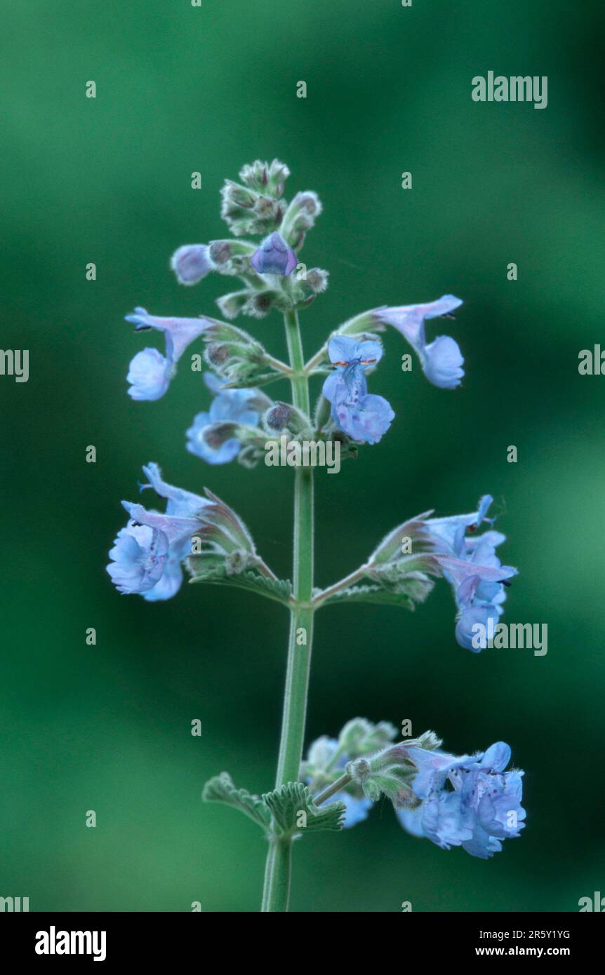 Faassen's catnip (Nepeta faassenii) for ornamental purposes Stock Photo