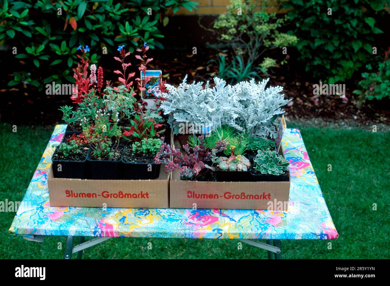 Severals garden plants in flower pots, Germany Stock Photo