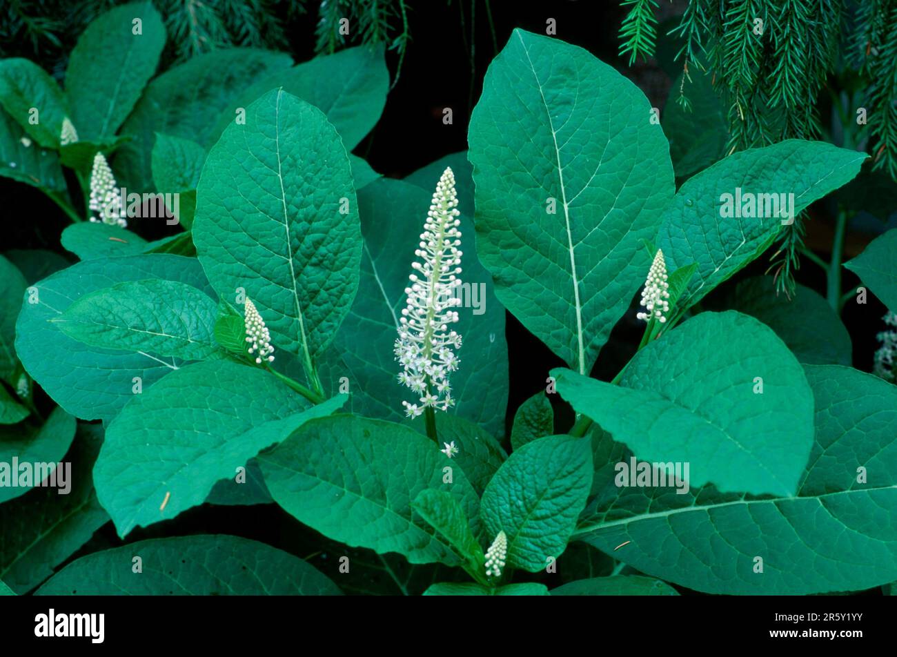 American Pokeweed, virginia poke (Phytolacca americana), north america (north america), plants, pokeweed family, Phytolaccaceae, flowering ing Stock Photo