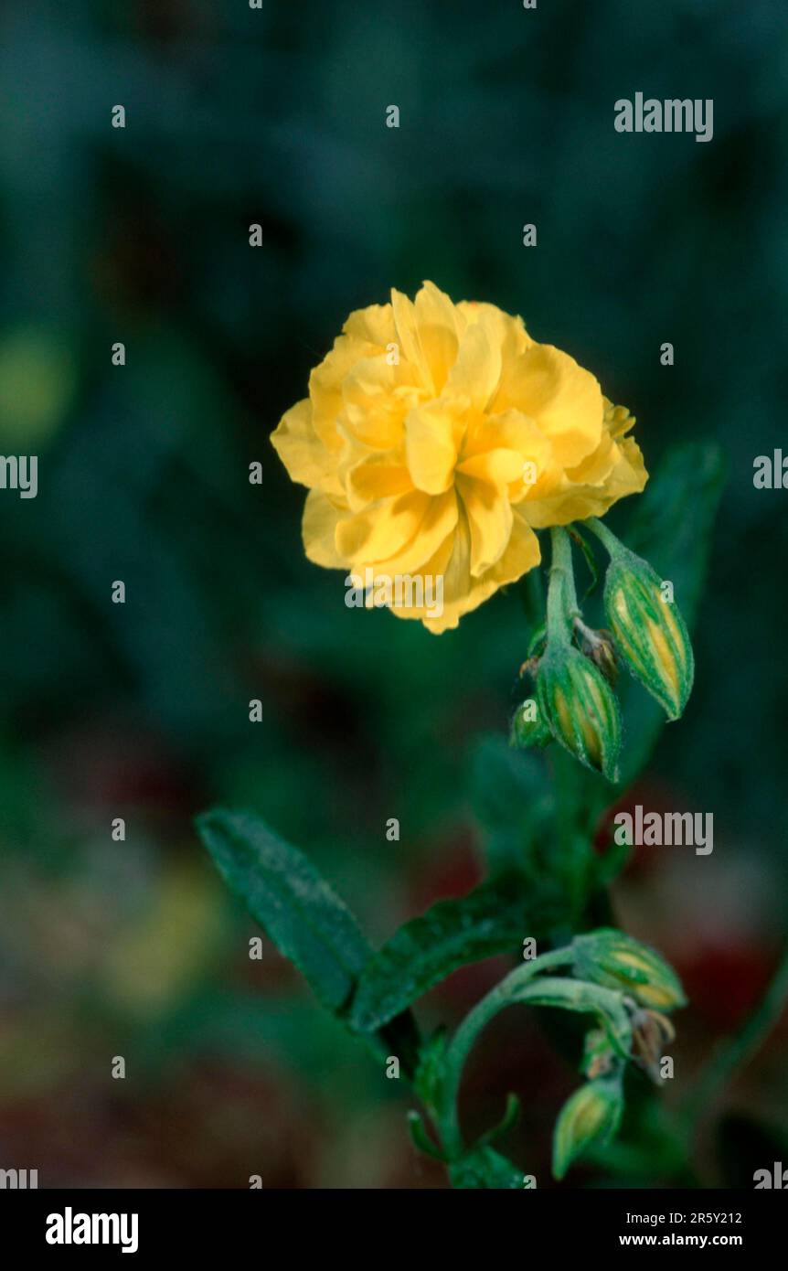 Blumixx Stauden – Helianthemum Hybride 'Junges Apricot' (Sonnenröschen) Für Sonnige Standorte