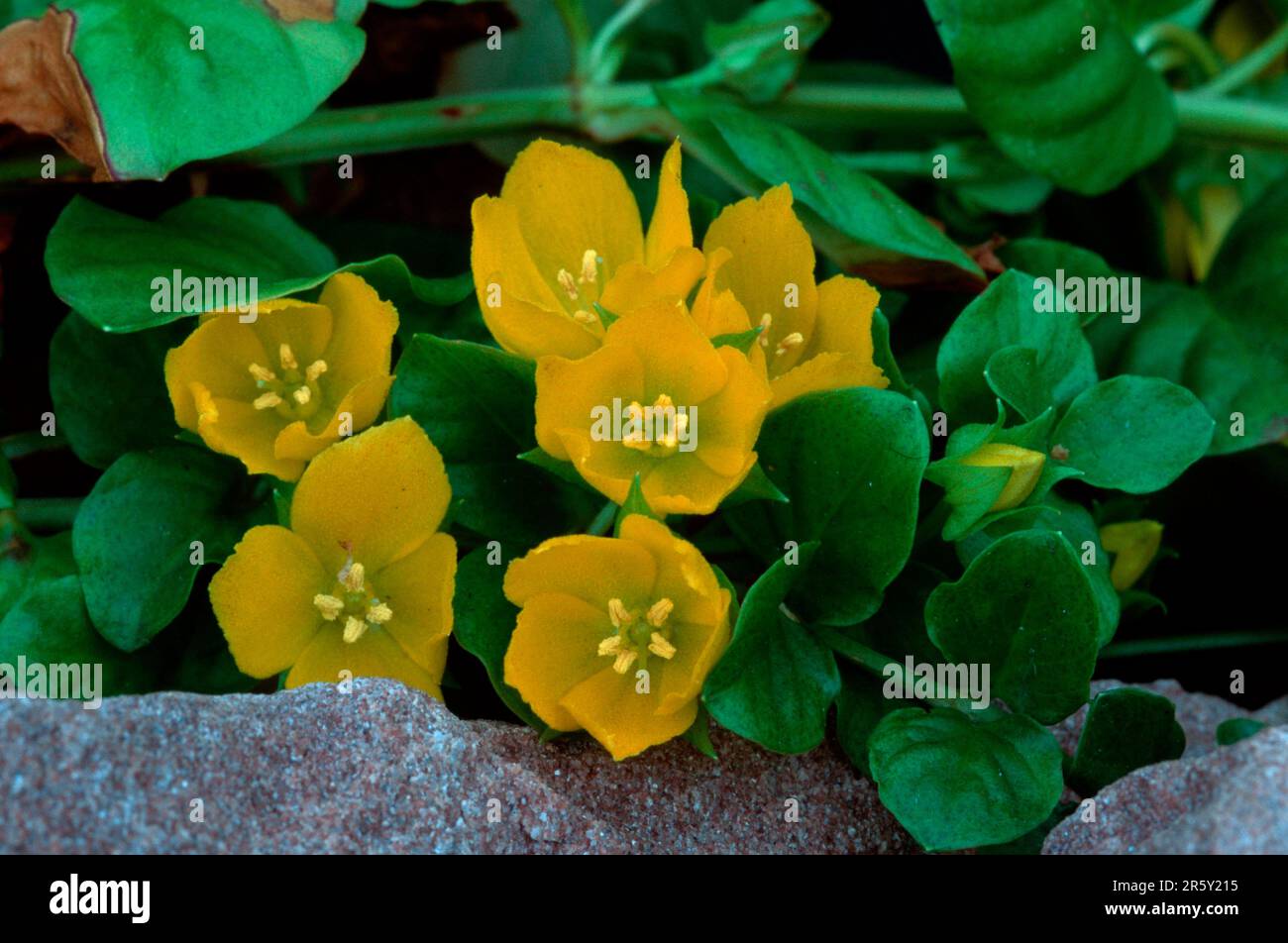 Creeping Jenny (Lysimachia nummularia), creeping jenny, Europe, plants, medicinal herbs, Primrose family, Primulaceae, flowers, yellow, landscape Stock Photo