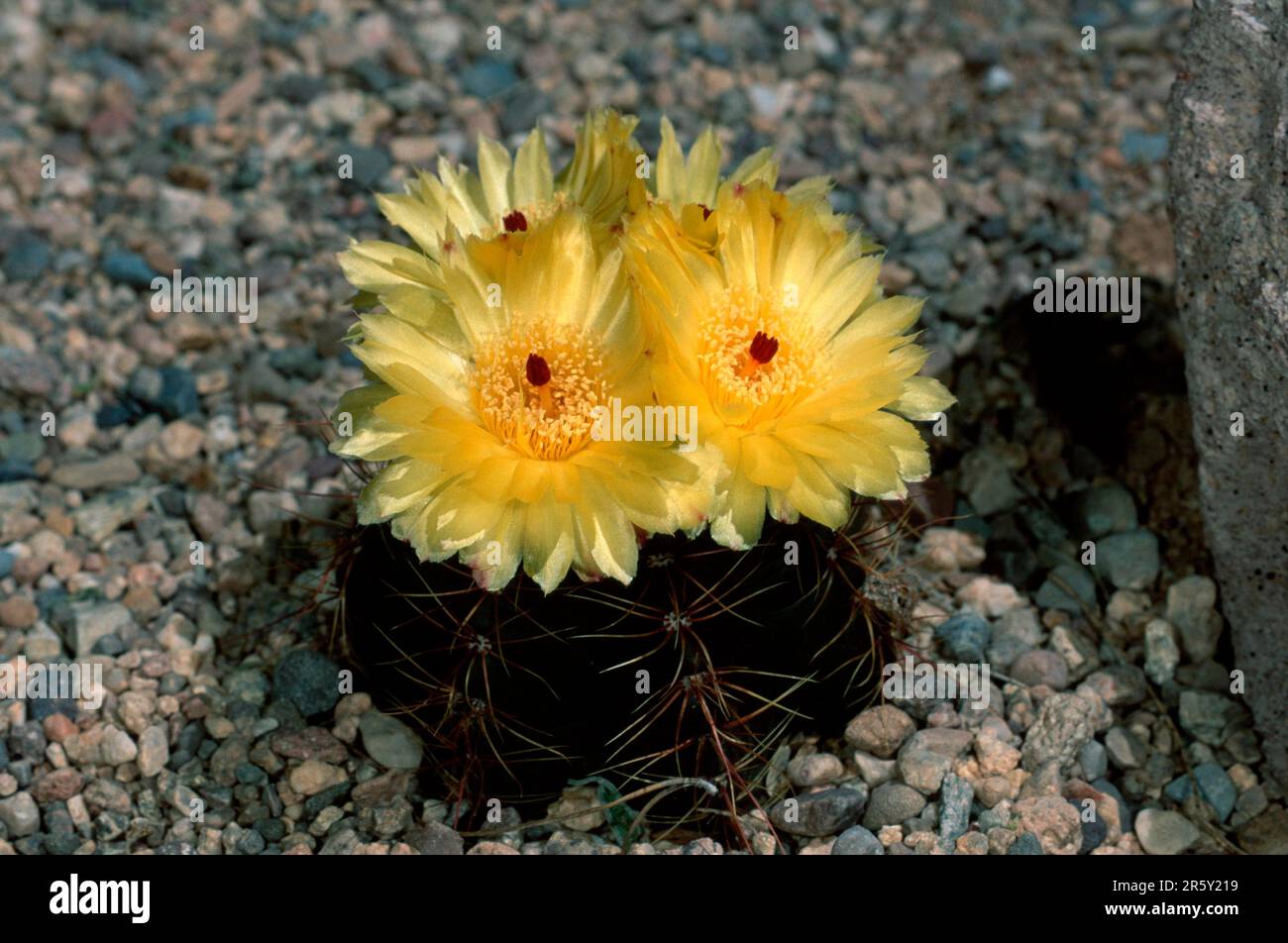 Cactus (Notocactus ottonis) Stock Photo
