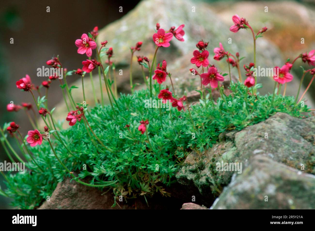 Saxifrage (Saxifraga arendsii) Stock Photo