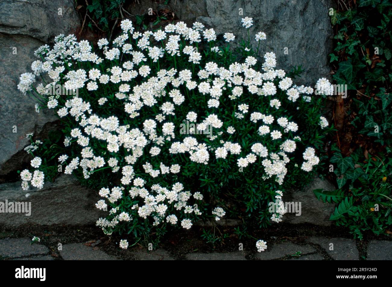 Evergreen Candytuft (Iberis sempervirens), evergreen candytuft, flowers, garden plants cruciferous, Brassicaceae, white, landscape, horizontal Stock Photo