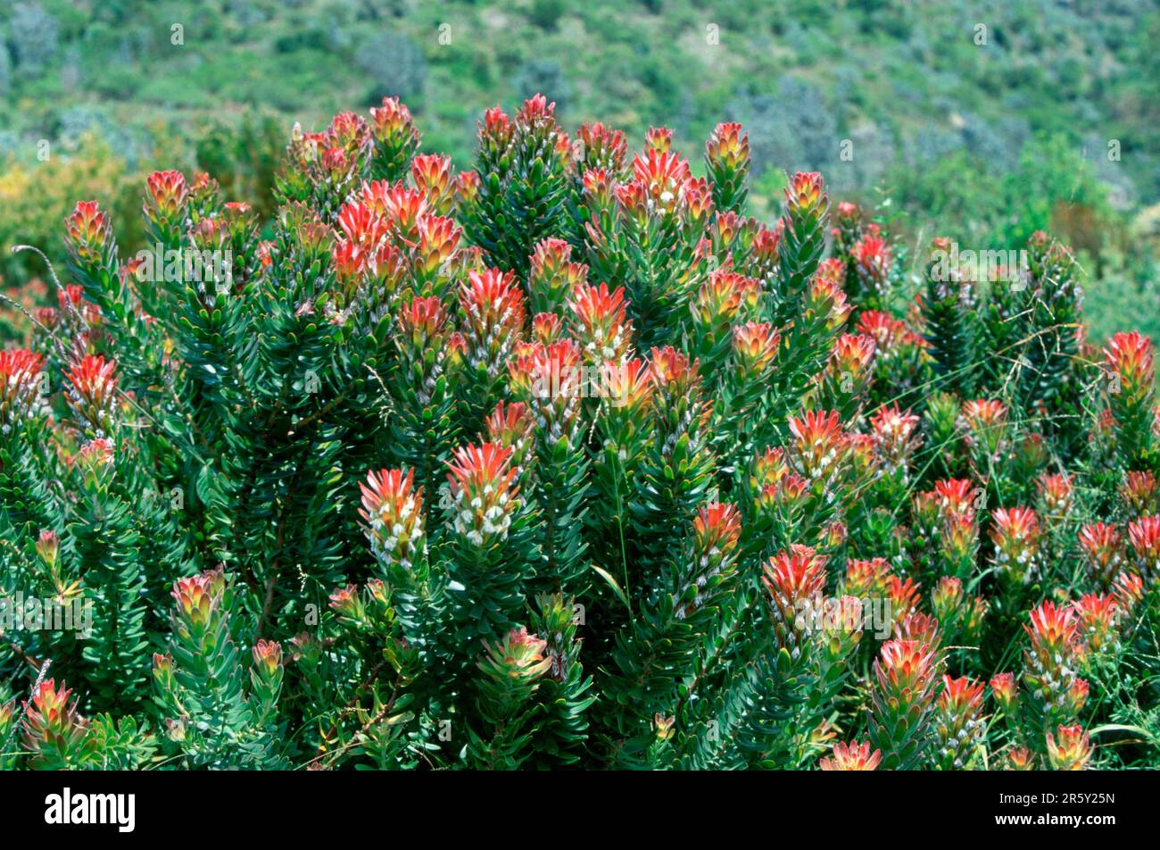 Common Pagoda, rooistompie (Mimetes cucullatus), Protea Stock Photo